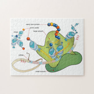 Ribosome mRNA tRNA molecules proteins Diagram Jigsaw Puzzle