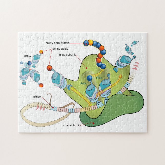 Ribosome mRNA tRNA molecules proteins Diagram  Jigsaw Puzzle (Horizontal)