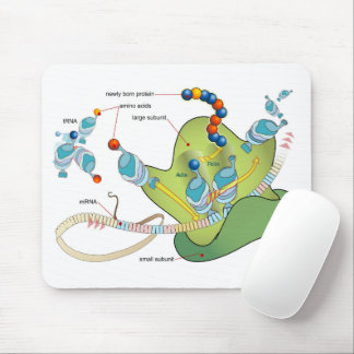 Ribosome mRNA tRNA molecules proteins Diagram Mouse Mat