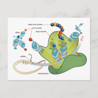 Ribosome mRNA tRNA molecules proteins Diagram Postcard