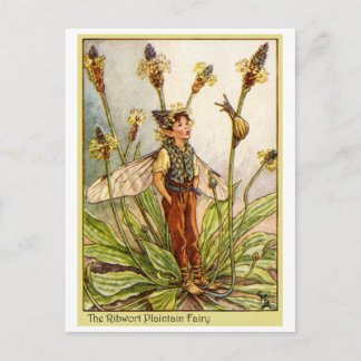 Ribwort Plaintain  Fairy Postcard