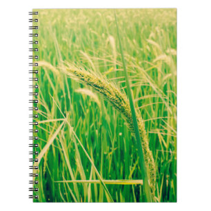 Rice field in rural and fresh, vintage styleabstr notebook