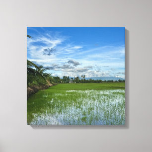 Rice field under a bright blue sky canvas print