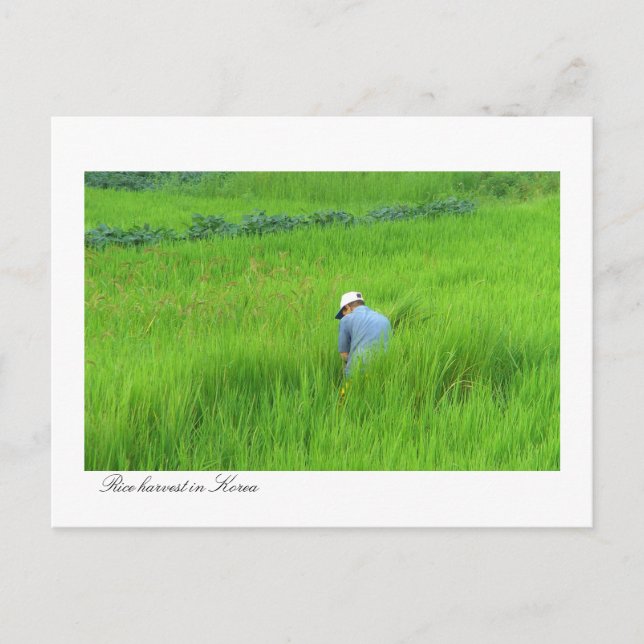 Rice harvest in Waegwan, Southkorea Postcard (Front)