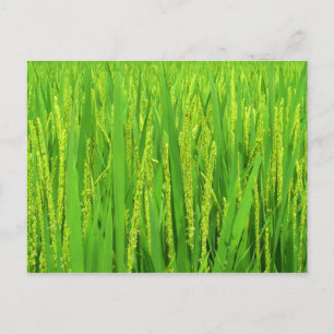 Rice harvest, Waegwan, Southkorea Postcard