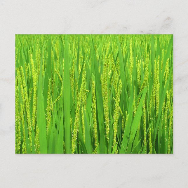 Rice harvest, Waegwan, Southkorea Postcard (Front)