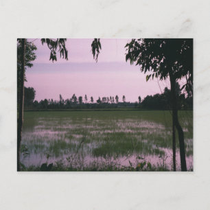 Rice Paddies Postcard