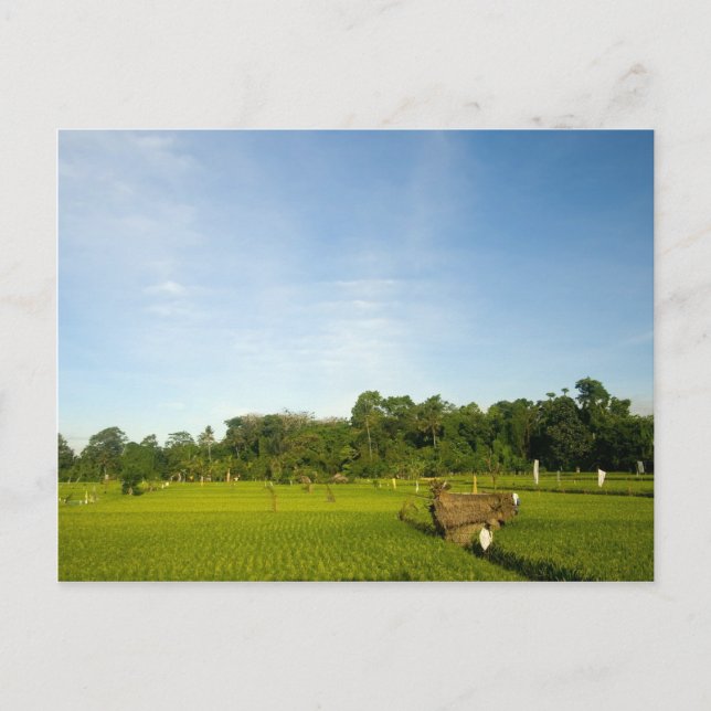 Rice paddy field in Bali Postcard (Front)