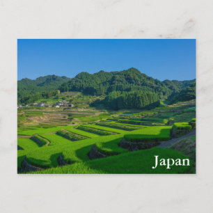 Rice Paddy Field in Japan Postcard