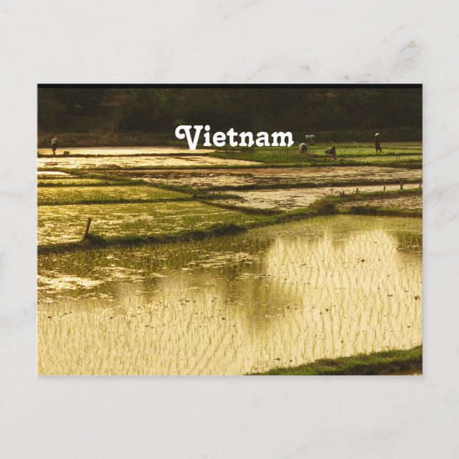Rice Paddy Postcard (Front)