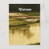 Rice Paddy