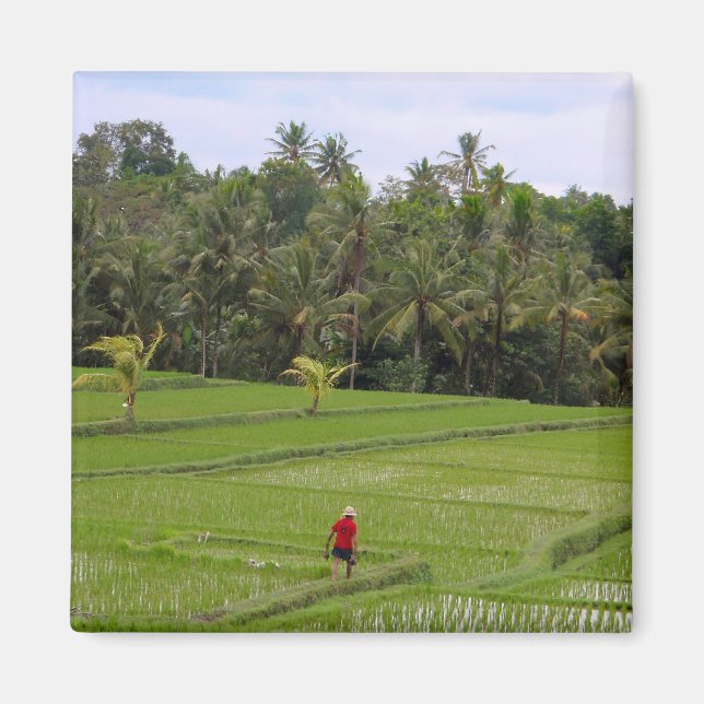 Rice Paddys Ubud Bali Magnet (Front)
