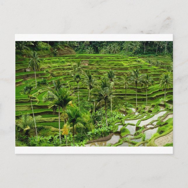 Rice terrace in Bali Postcard (Front)