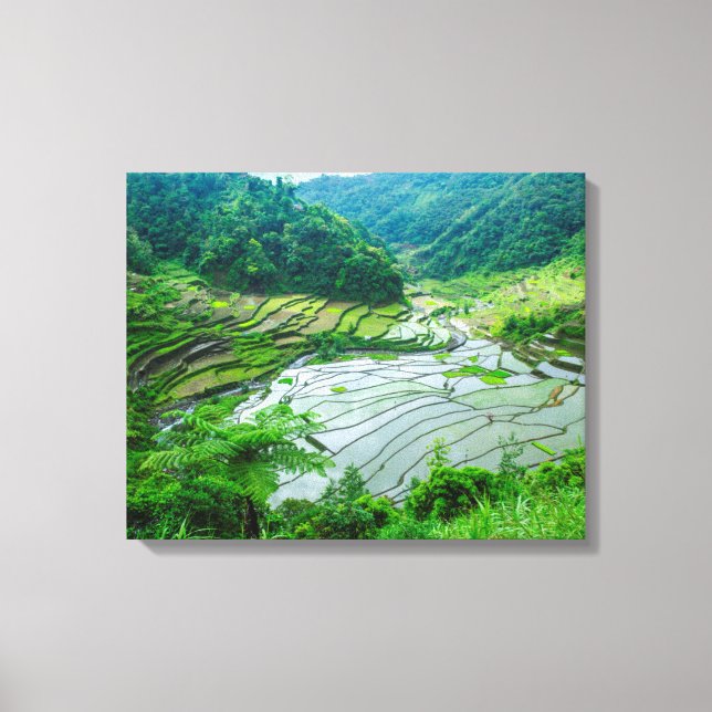 Rice terrace landscape, Philippines Canvas Print (Front)