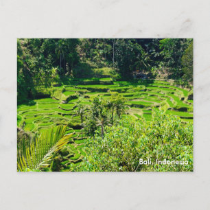 Rice Terraces of Bali, Indonesia Postcard