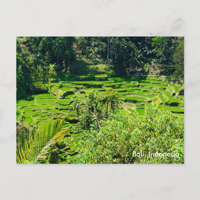 Rice Terraces of Bali, Indonesia Postcard (Front)