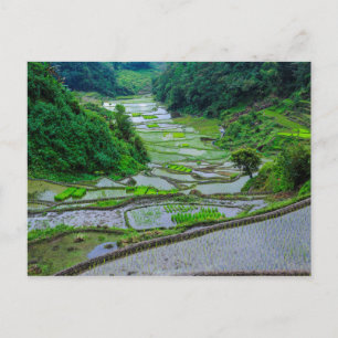 Rice Terraces of Banaue, Luzon Postcard