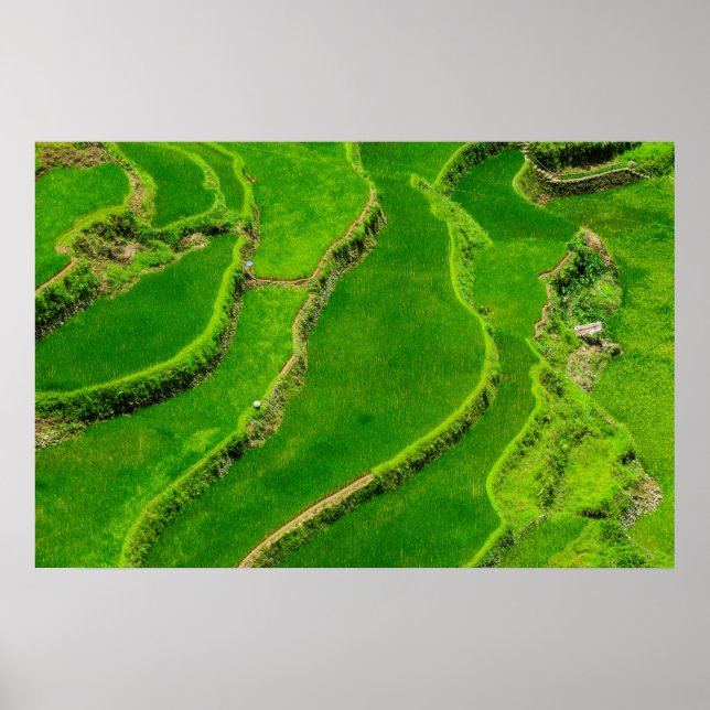Rice Terraces Poster (Front)