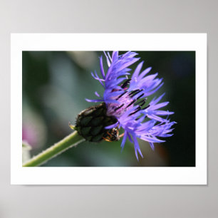 Rich Blue Purple Cornflower Bachelor's Bee Poster