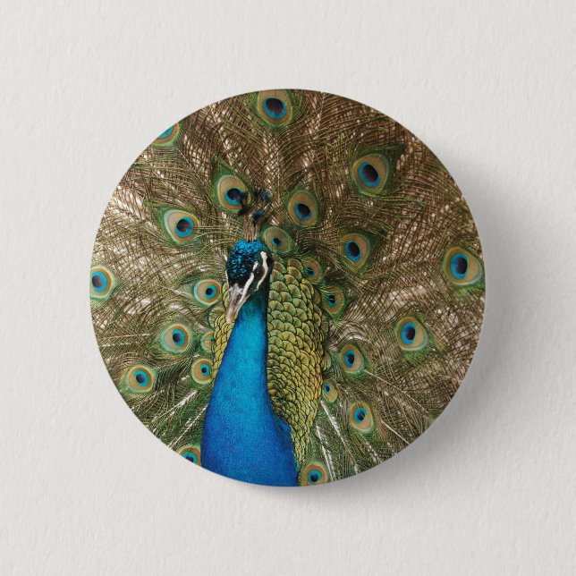 Rich Colour Photo of Peacock 6 Cm Round Badge (Front)