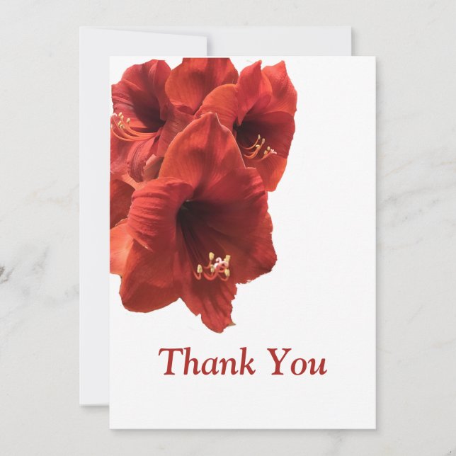 Rich Earthy Ruby Red Amaryllis Composite Photo Thank You Card (Front)