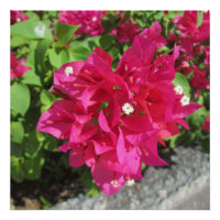 Rich Red Bougainvillea
