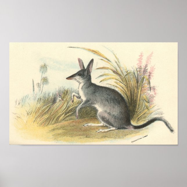 Richard Lydekker - Rabbit Bandicoot - Bilby Folio Poster (Front)