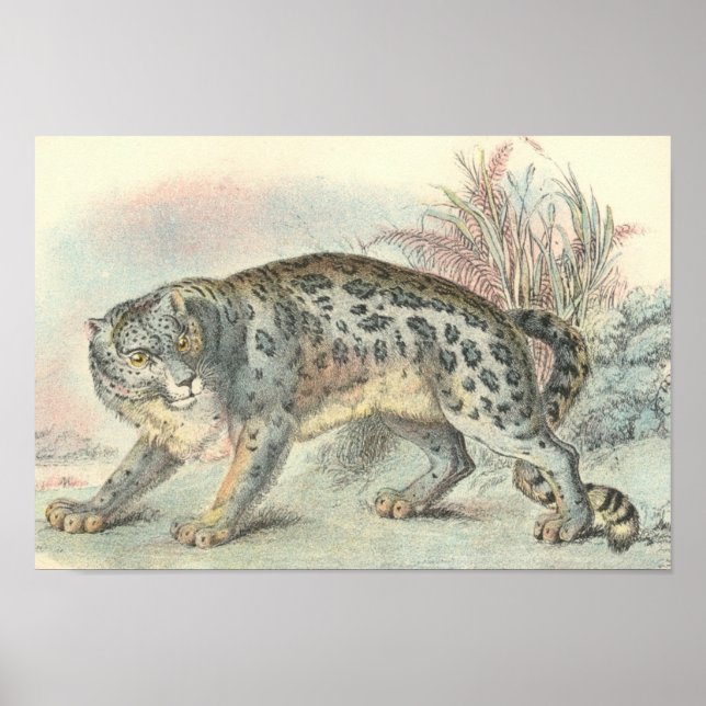 Richard Lydekker - Snow Leopard Portfolio Poster (Front)