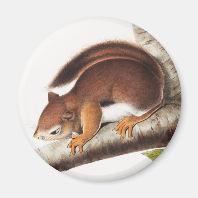Richardson's Columbian Squirrel Illustration Magnet (Front)