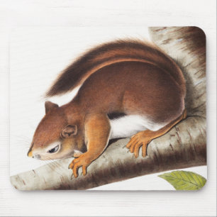 Richardson's Columbian Squirrel Illustration Mouse Mat