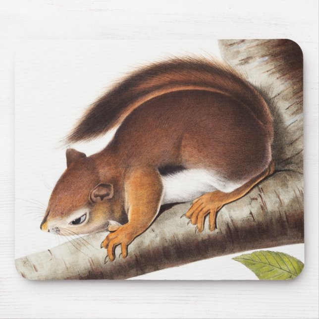 Richardson's Columbian Squirrel Illustration Mouse Mat (Front)