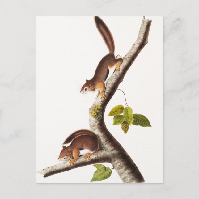 Richardson's Columbian Squirrel Illustration Postcard (Front)
