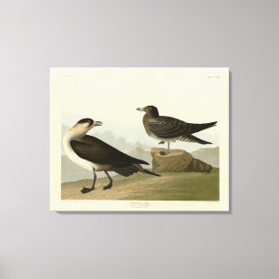 Richardson's Jager from Audubon's Birds of America Canvas Print