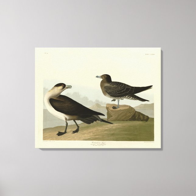 Richardson's Jager from Audubon's Birds of America Canvas Print (Front)