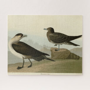 Richardson's Jager from Audubon's Birds of America Jigsaw Puzzle