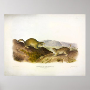 Richardson's Spermophile, Ground Squirrel, Audubon Poster