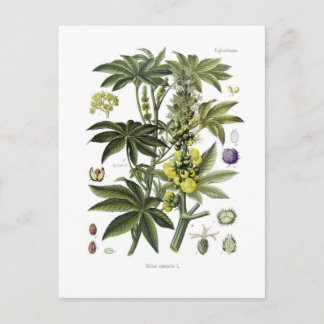 Ricinus communis (Castor Oil Plant) Postcard