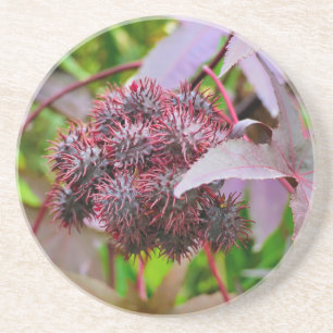 Ricinus communis coaster
