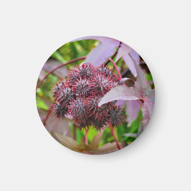 Ricinus communis Magnet (Front)
