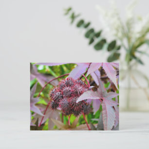 Ricinus communis postcard