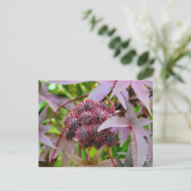 Ricinus communis postcard (Standing Front)