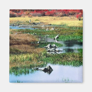 Ricketts Glen State Park, PA Magnet