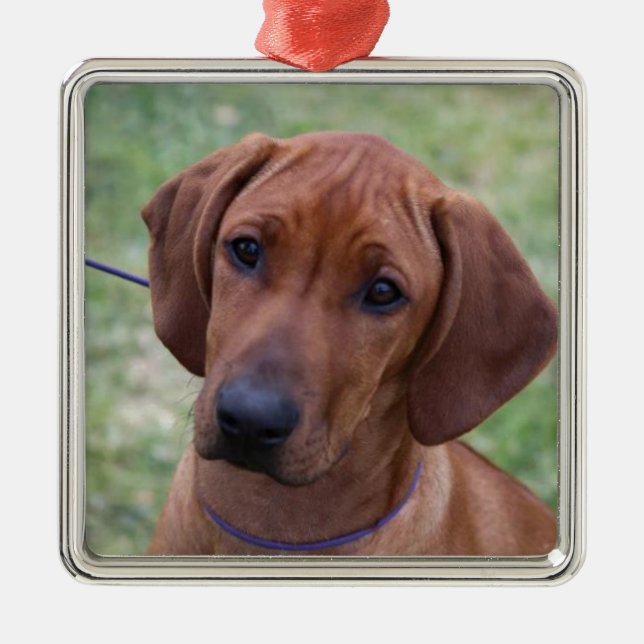 Ridgeback Puppy Metal Tree Decoration (Front)