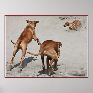 Ridgebacks' Fun at the Beach - Customised Poster