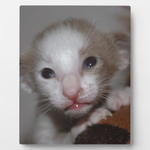 Ridiculously cute baby kitten plaque