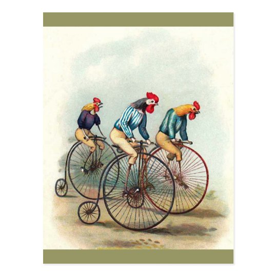 Riding Roosters Postcard