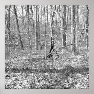 Ridley Creek State Park Poster