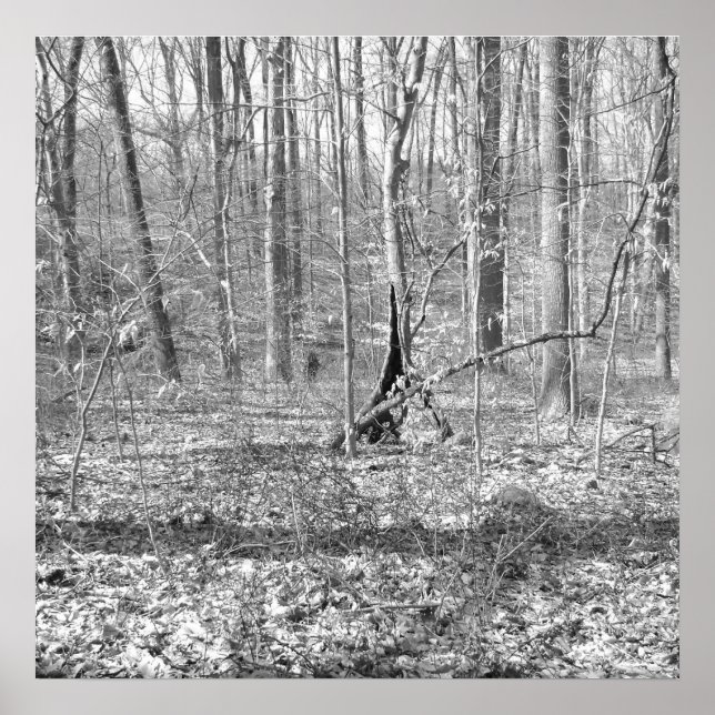 Ridley Creek State Park Poster (Front)