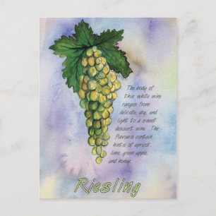 Riesling Wine Grapes Postcard