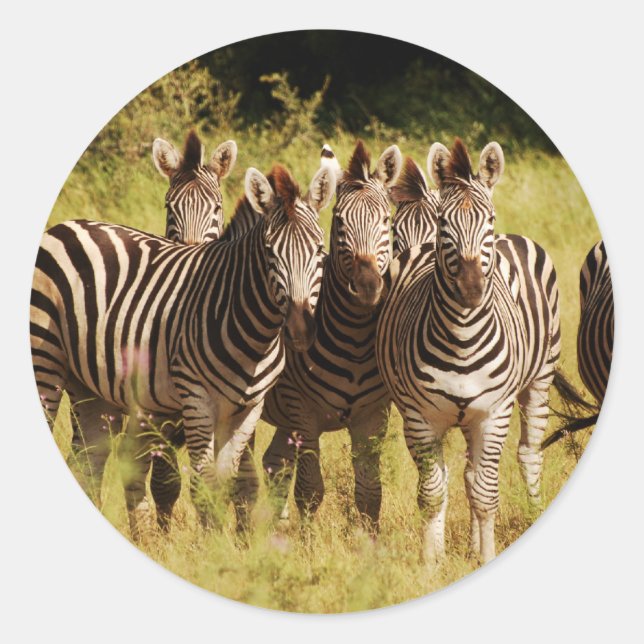 Right at You - zebras safari wildlife Classic Round Sticker (Front)